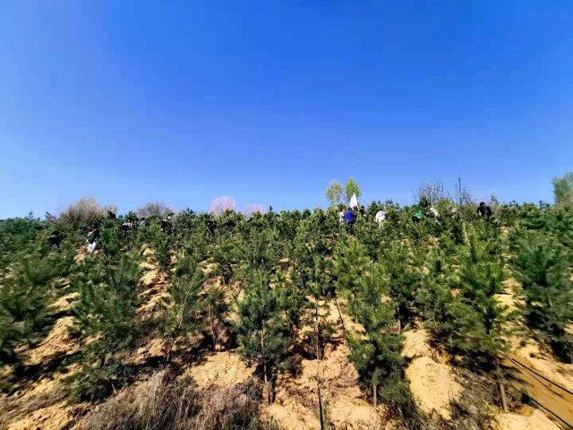 萬創(chuàng)集團植樹造林為鄂爾多斯綠水青山添彩助力
